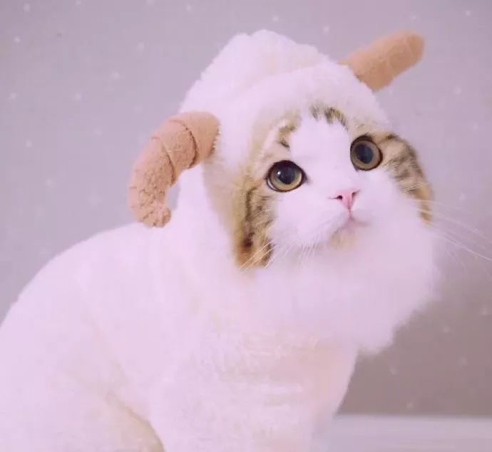 探索2018最新可爱头像世界