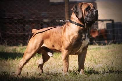 揭秘禁养野生动物背后的故事,探寻保护意义与行动呼吁