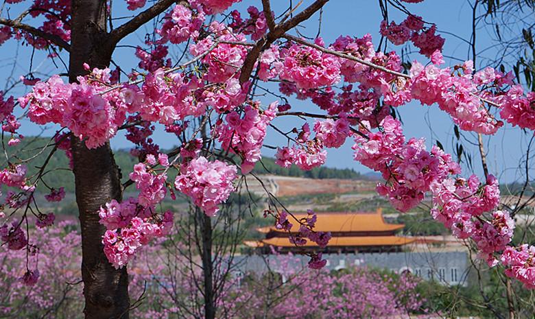 云南事业单位改革重塑公共服务体系,助力地方发展提速